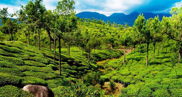 Les points forts du Kerala - Golden Triangle India Tours 9