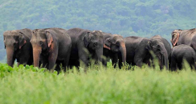Voyage en Inde du Sud - Golden Triangle India Tours 8