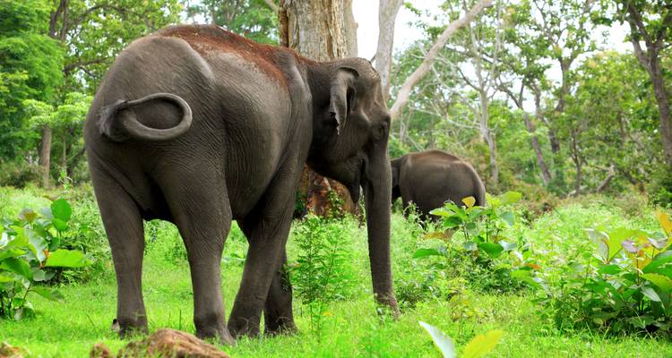 Experience Kerala - Golden Triangle India Tours 2