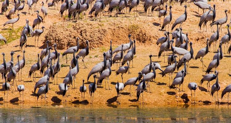 12 Days Tour of Rural Rajasthan - TTI TOURS 7
