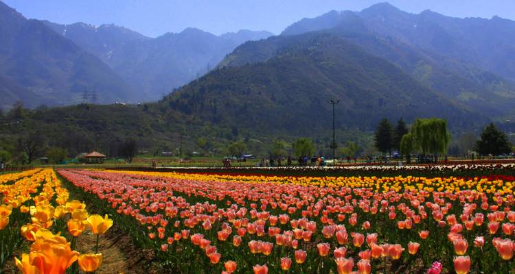 Cachemire enchanteur - Golden Triangle India Tours 1
