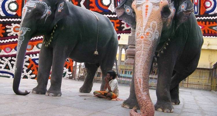 Circuit Ayurveda en Inde du Sud - Golden Triangle India Tours 3