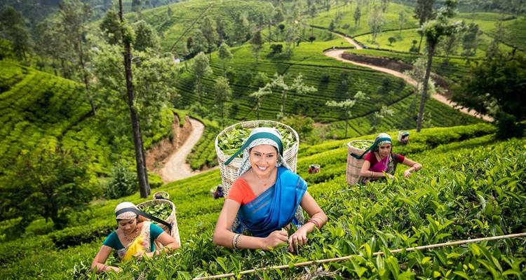 La petite Angleterre de NuwaraEliya - Stelaran Holidays (Pvt) Ltd 10