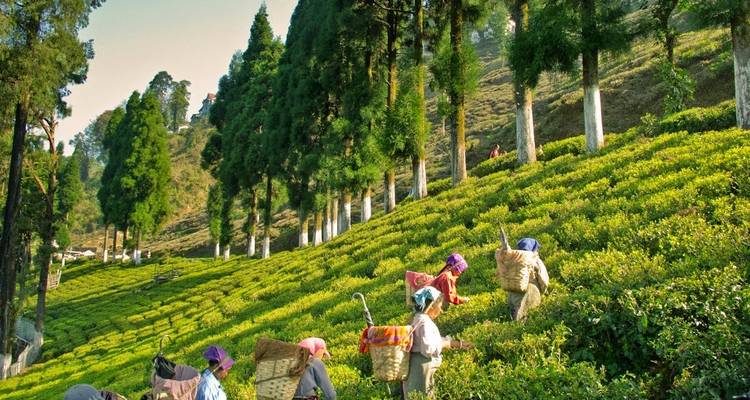 North East Delight with Kalimpong - Golden Triangle India Tours 2