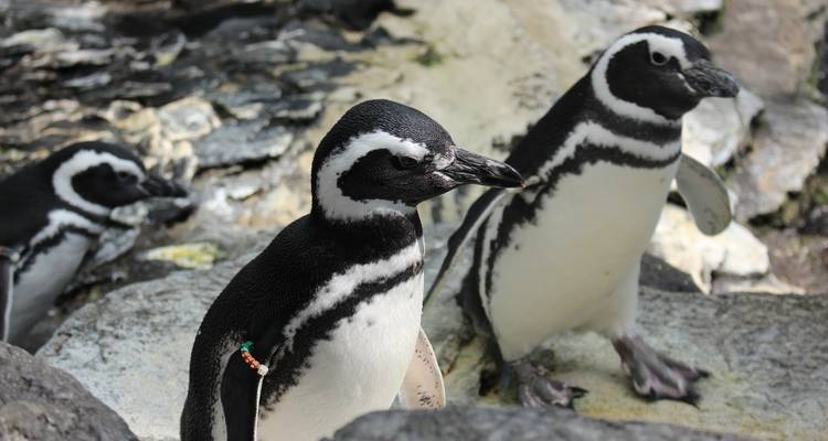 Îles Shetland du Sud et péninsule Antarctique - navires Ocean Victory et Ocean Albatros - Albatros Expeditions 8