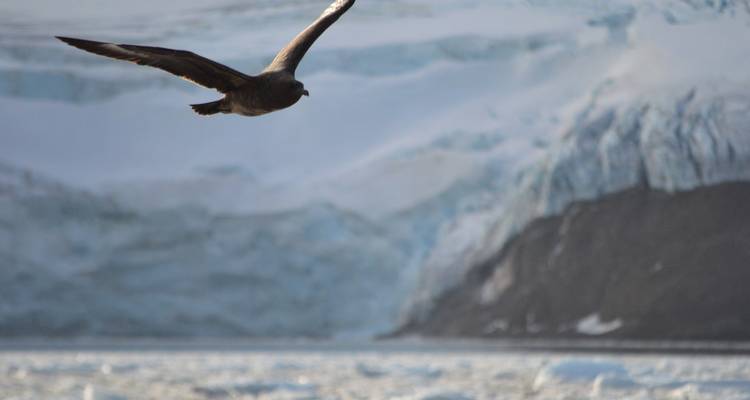 Îles Shetland du Sud et péninsule Antarctique - navires Ocean Victory et Ocean Albatros - Albatros Expeditions 10