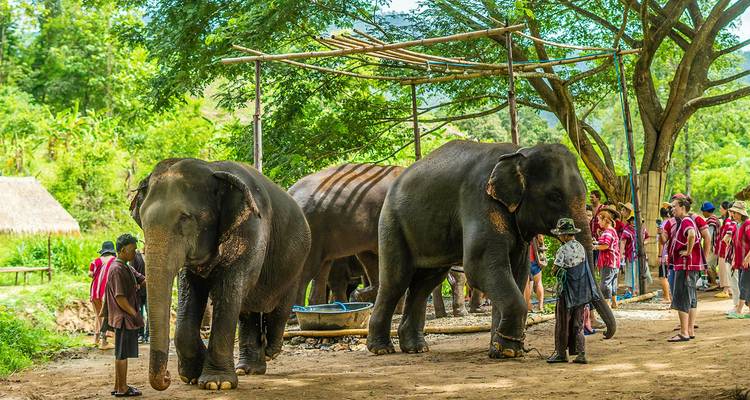 Elephants being admired by visitors in a natural setting with shade from trees.
