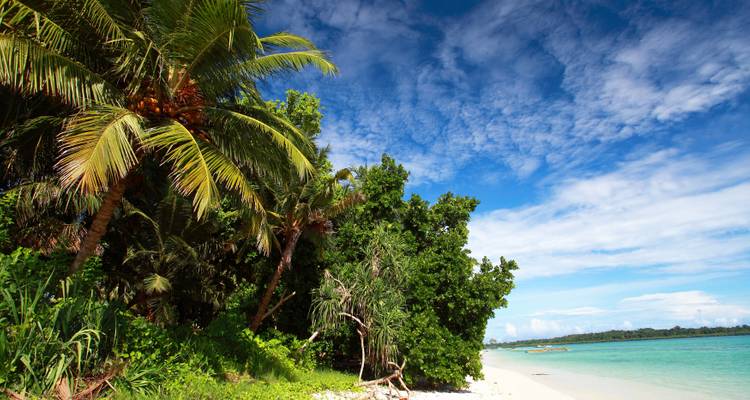 Une plage tropicale avec des palmiers et un ciel bleu clair.