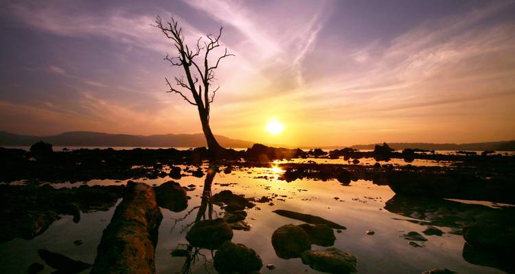 Une silhouette d'un arbre et de rochers pendant un coucher de soleil.