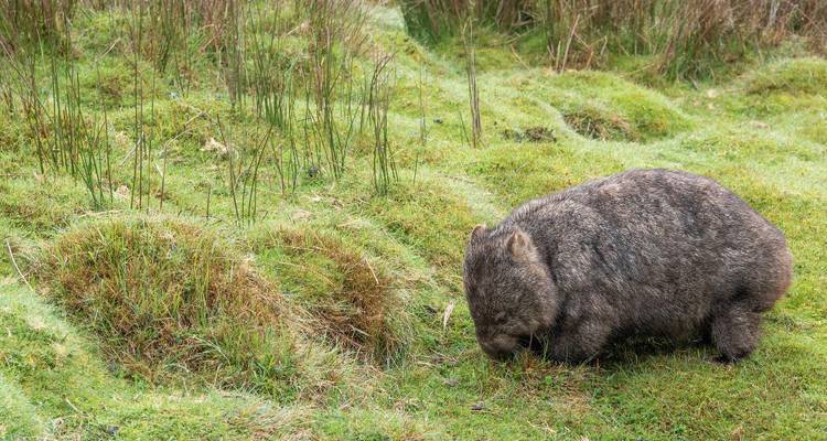 Wombat broutant de l'herbe verte.