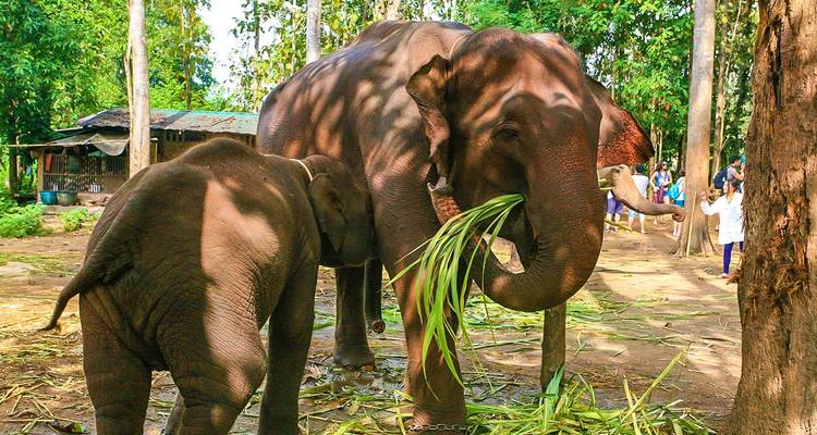 Erwachsene und Baby-Elefanten in einem bewaldeten Gebiet.