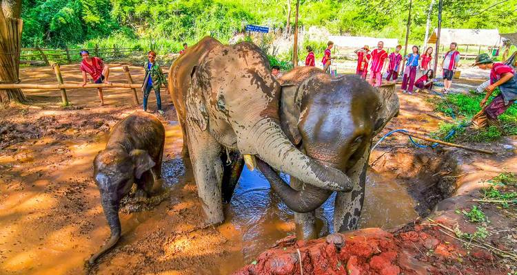 Elefantes bañándose con personas en un entorno selvático.