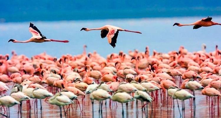 Poa Sana Safari 5D/4N (Masai Mara, Sweetwaters & Lake Nakuru) - Bamba Travel 3