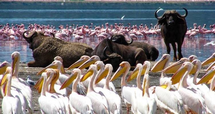 Poa Sana Safari 5D/4N (Masai Mara, Sweetwaters & Lake Nakuru) - Bamba Travel 2