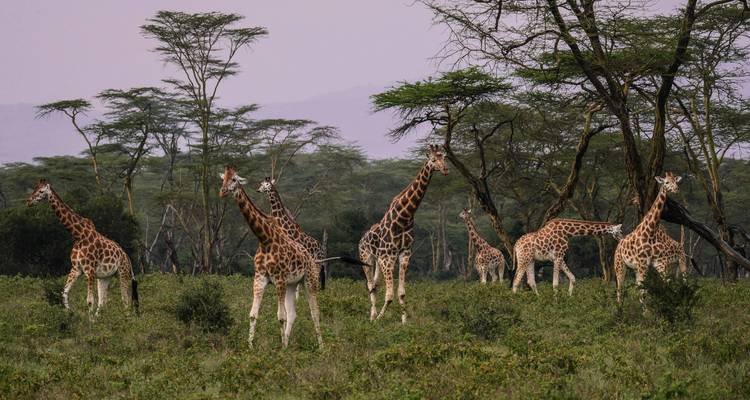Poa Sana Safari 5D/4N (Masai Mara, Sweetwaters & Lake Nakuru) - Bamba Travel 9