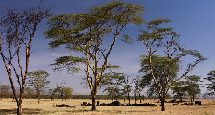 Poa Sana Safari 5D/4N (Masai Mara, Sweetwaters & Lake Nakuru) - Bamba Travel 1