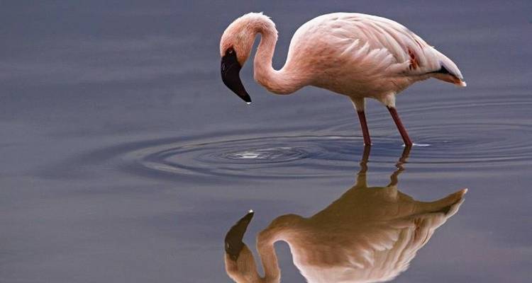 Poa Sana Safari 5D/4N (Masai Mara, Sweetwaters & Lake Nakuru) - Bamba Travel 8