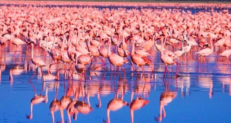 Poa Sana Safari 5D/4N (Masai Mara, Sweetwaters & Lake Nakuru) - Bamba Travel 6