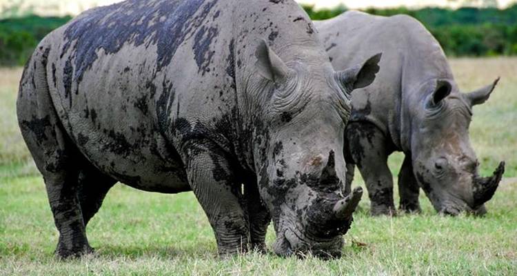 Poa Sana Safari 5D/4N (Masai Mara, Sweetwaters & Lake Nakuru) - Bamba Travel 4