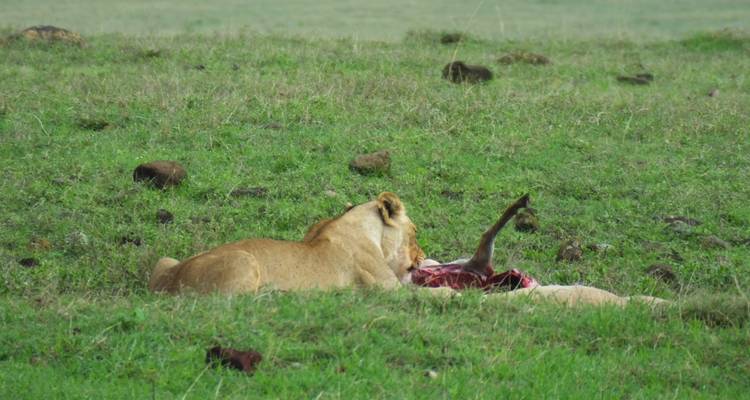 Leeuw die een karkas eet in een open veld.