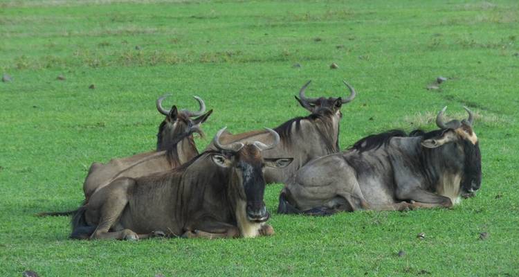 Groep gnoes rustend op groen gras.