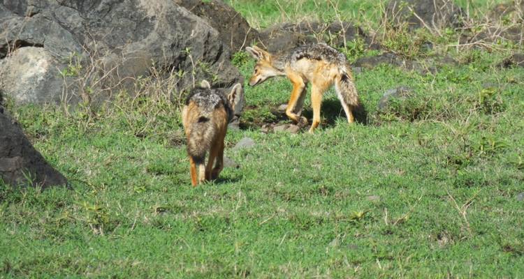 Twee jakhalzen lopen in de buurt van enkele rotsen.