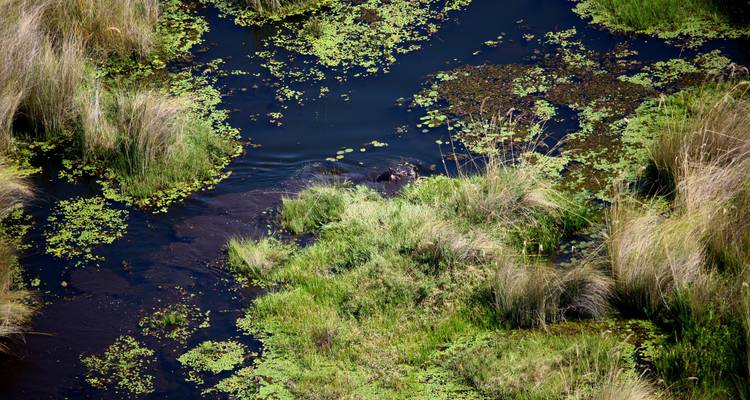 Luchtfoto van weelderige begroeiing met een waterkanaal.