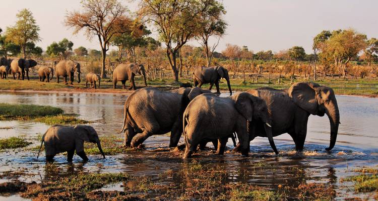 Kudde olifanten die een kleine waterweg oversteekt.