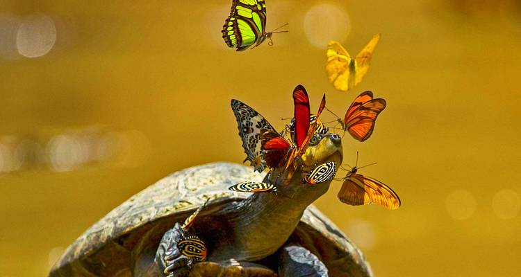 Customized Ecuador Amazon Adventure, Daily Departure - Agate Travel 8