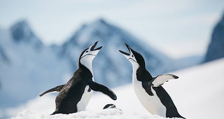 Deux pingouins interagissant dans un paysage enneigé.