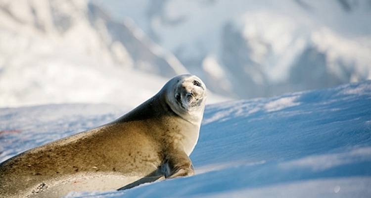 Phoque se reposant sur la neige avec des montagnes enneigées en arrière-plan.