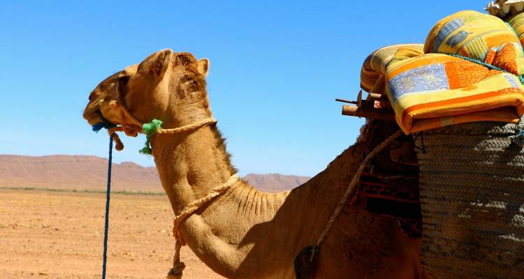 Trekking berbère dans le désert du sud 12 jours - Explore Morocco Travel 2