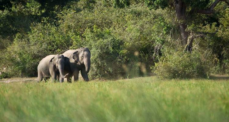 Twee olifanten lopen in een veld met bomen en gras.