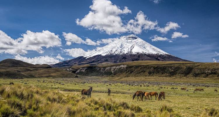 Een uitgestrekt veld met grazende paarden en een met sneeuw bedekte berg op de achtergrond.