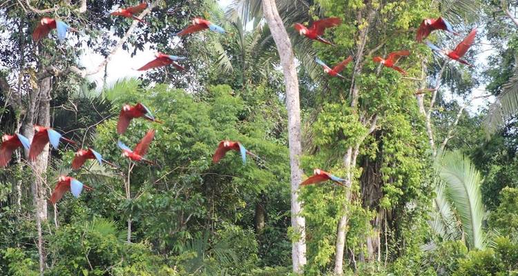 Tambopata Macaw Clay Lick & Sandoval Lake 5 jours/4 nuits - Monte Amazonico Lodge  4