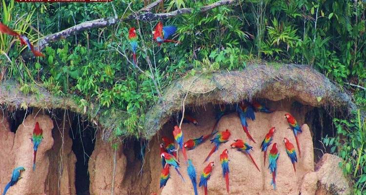 Tambopata Macaw Clay Lick & Sandoval Lake 5 jours/4 nuits - Monte Amazonico Lodge  6
