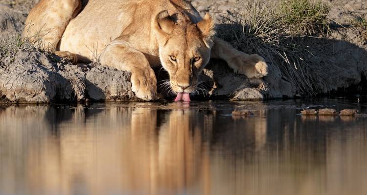Private Safari of 7 Days in the Northern Parks of Tanzania + Zanzibar Beach Extension of 7 Days - Safari Avventura 2