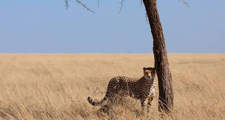 Safari privado de 7 días en los Parques del Norte de Tanzania - Safari Avventura 2