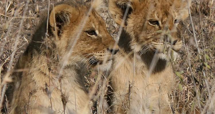 Safari privado de 7 días en los Parques del Norte de Tanzania - Safari Avventura 4