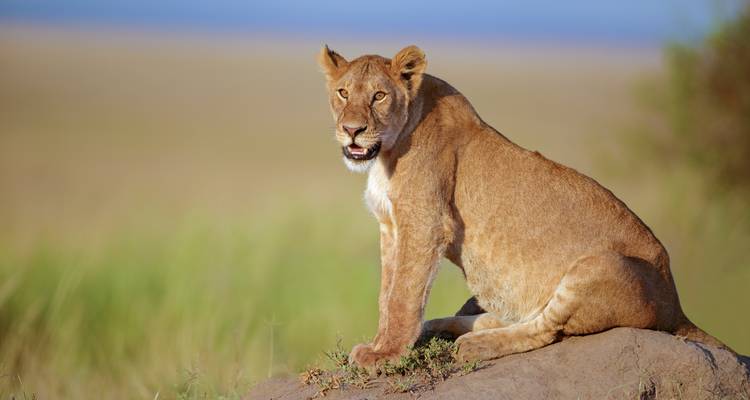 Private Safari of 8 Days in the Northern Parks of Tanzania Great Migration Special August September - Safari Avventura 2