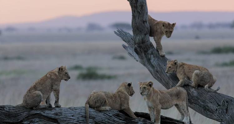Private Safari of 8 Days in the Northern Parks of Tanzania Great Migration Special August September - Safari Avventura 4