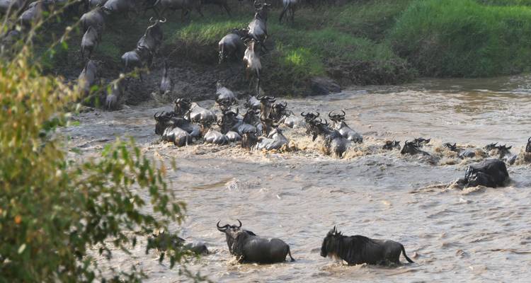Private Safari of 8 Days in the Northern Parks of Tanzania Great Migration Special August September - Safari Avventura 6