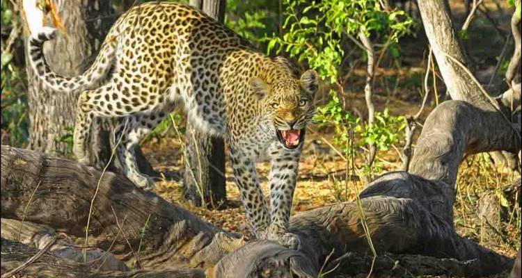 Ein Leopard im Wald, der knurrt.
