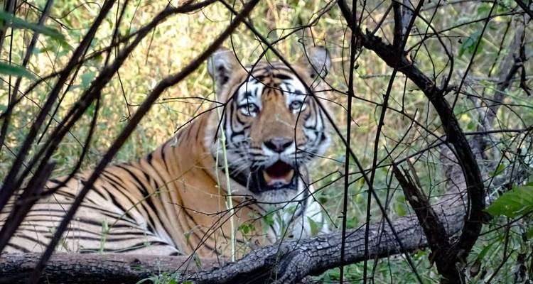 Delhi to Sariska National Park: A Thrilling Wildlife Excursion - Agora Voyages OPC Pvt Ltd 5