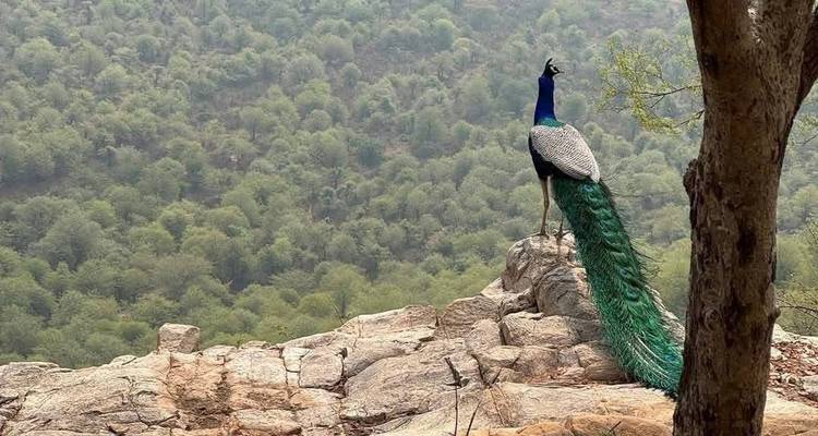 Delhi to Sariska National Park: A Thrilling Wildlife Excursion - Agora Voyages OPC Pvt Ltd 1