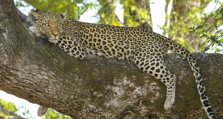 Delhi to Sariska National Park: A Thrilling Wildlife Excursion - Agora Voyages OPC Pvt Ltd 2