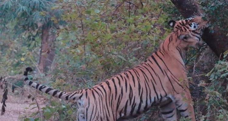 Delhi to Sariska National Park: A Thrilling Wildlife Excursion - Agora Voyages OPC Pvt Ltd 3