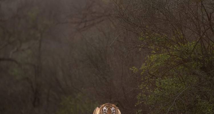 Delhi to Sariska National Park: A Thrilling Wildlife Excursion - Agora Voyages OPC Pvt Ltd 4