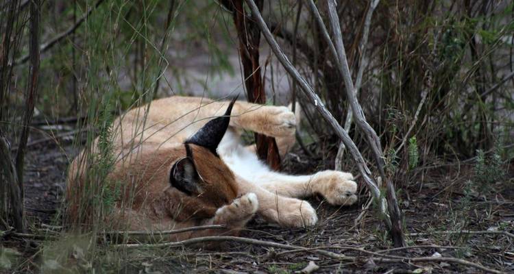 Delhi to Sariska National Park: A Thrilling Wildlife Excursion - Agora Voyages OPC Pvt Ltd 6