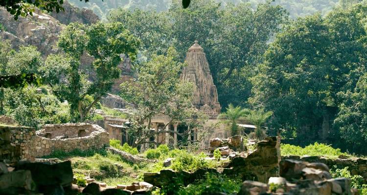 Delhi to Sariska National Park: A Thrilling Wildlife Excursion - Agora Voyages OPC Pvt Ltd 7
